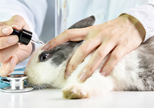 6 marcas de cosméticos que não fazem teste em animais